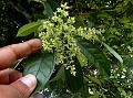 Burma Fringe Tree